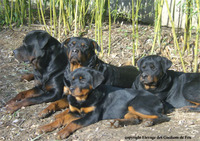 Élevage des Gardiens de Feu - Elevage Rottweiler à Courçais