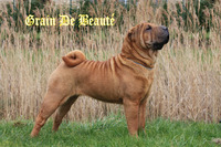 Elevage du Grain de Beauté - Elevage Shar Pei à Hoymille