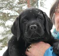 Elevage Familial des Labradors du Chaudron des Fées - Elevage Labrador Retriever à Raon-l'Étape (88)