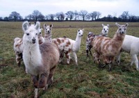 Élevage les Lamas de la Bouble - Limoise - Elevage à Limoise