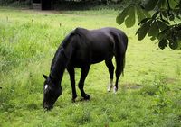 Équipage du Lozet - Centre Equestre à Villeneuve-lès-Avignon