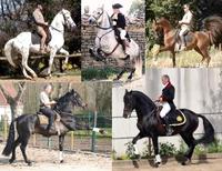Equitation Française & Patrimoine équestre - Club et Association à Thiescourt (60)
