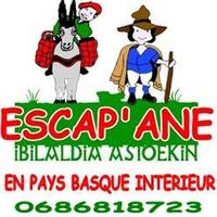 Escap'âne en Pays Basque Intérieur - Randonnée avec Ane à Irouléguy