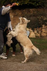 Eurl les Eaux Vives - Elevage Golden Retriever à Tourtour (83)