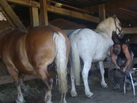 Ferme aux Amis des Chevaux - Centre Equestre à Rousson