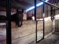 Ferme de la Grande Plaine - Ferme Equestre à Saint Vincent en Bresse