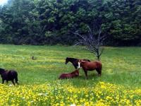 Ferme Equestre Crinière au Vent - Randonnée à Cheval à Monbalen