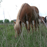 Ferme Équestre de Seuzac - Centre Equestre à Larnagol