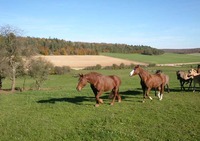 Ferme Équestre le Rupt - Centre Equestre à Rupt-devant-Saint-Mihiel