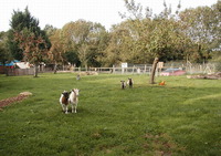 Ferme Nature La Dame Blanche - Ferme pédagogique à Saint-Julien-de-Mailloc