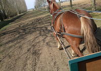 Ferme Pédagogique Cheval Nature - Ferme pédagogique à Saint-Macaire du Bois (49)