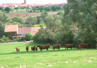 Ferme Pédagogique et Gîtes de Dedeling - Gîte à Château-Voué (57)