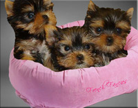 French Fancies - Elevage Yorkshire Terrier à Chateauroux