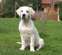 Golden Retrievers du Logis d'Écot - Elevage Golden Retriever à Écot