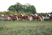 Halfinger Evasion - Centre Equestre à Villeneuve-la-Guyard