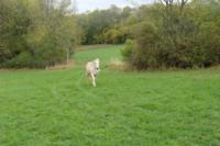 Haras de la Colline - Pensions pour Chevaux à Thorey Lyautey (54)