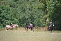 Haras de la Salmonière - Le Fuilet