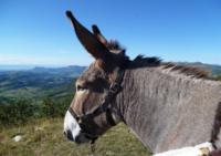 Heureux Qui Comme Ulysse - Randonnée avec Ane à Francillon-sur-Roubion (26)