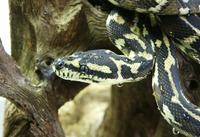 Ile aux Serpents - Vivarium à La Trimouille