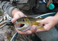 L'Atelier du Pêcheur à la Mouche - Moniteur Guide de Pêche à Mazamet