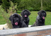 L'élevage du Domaine de Bounty - Elevage Mastiff à Coucy les Eppes