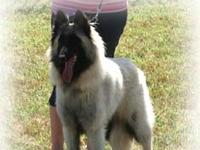 La Colline des Vagabonds - Elevage Chien de Berger Belge Tervueren à Hesdin