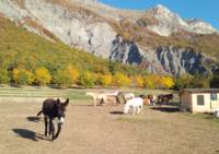 La Ferme des Mille Pattes - Ferme pédagogique, Tourisme équestre, Randonnées à cheval à Gap (05)
