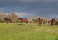 La Ferme du Tertre - Randonnée à Cheval à Fougeré (49)