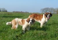 La Legende du Lann - Pension pour Chien à Saint-Servais