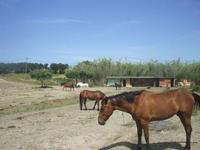 La Pensionnette - Pensions pour Chevaux à Martigues