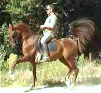 La Petite Academie Equestre - Dressage de Chevaux à Thiescourt (60)