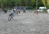 La Petite Cavalerie - Poney-Club à Triel sur Seine (78)