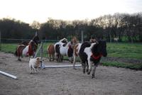 La Petite Ecurie dans la Prairie - Centre Equestre à Lauzach