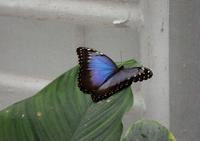 La Serre aux Papillons - Serre à Papillons à La Queue-les-Yvelines