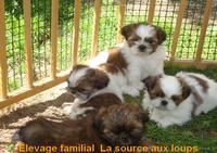 La Source aux Loups - Elevage Shih Tzu à Saint Andre de Chalencon