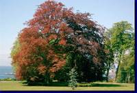 Le Domaine de la Briantais - Parc et jardin à Saint-Malo