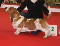 Le Domaine de Santa Joresse - Elevage Basset Hound à Saint Jores (50)