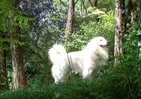 Le Haras de Chante-Neige - Elevage Chien de Montagne des Pyrénées à Mauléon-Licharre (64)