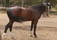 Le Jas de Barna - Equi SCA - Centre Equestre à Villecroze