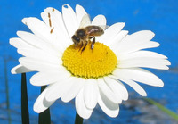 Le Monde des Abeilles - Apiculteur à Saint-Saturnin