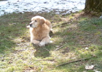 Le Pas des Cambergères - Elevage Golden Retriever à Faverges de la Tour