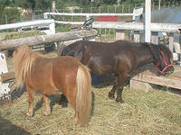 Le Tamaris - Randonnée à Cheval à Saintes-Maries-de-la-Mer