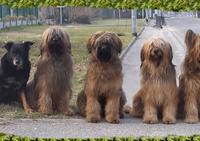 Les Briards du Chant des Floralins - Elevage Chien de Berger à Bordeaux