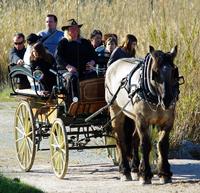 Les Calèches d'Annika - Promenade en Attelage à Bergerac (24)