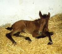 Les Crinières Cévenoles - Centre Equestre à La Grand-Combe