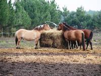 Les Écuries d'Andernos - Centre Equestre à Andernos-les-Bains