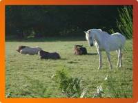 Les Ecuries d'Argent - Randonnée à Cheval à Argent-sur-Sauldre (18)