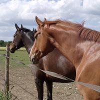 Les Ecuries de Lancelot - Centre Equestre à Ranville-Breuillaud