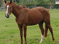 LES ECURIES DE SEYNE LES ALPES - Randonnée à Cheval à SEYNE LES ALPES