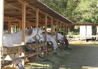 Les Écuries du Riou Sec - Centre Equestre à Callas